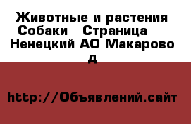 Животные и растения Собаки - Страница 2 . Ненецкий АО,Макарово д.